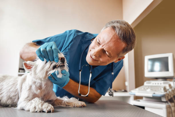 Best Emergency Tooth Extraction  in Lake Orion, MI